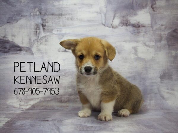 Pembroke Welsh Corgi-DOG-Female-Tri-Colored-22935-Petland Mall of Georgia