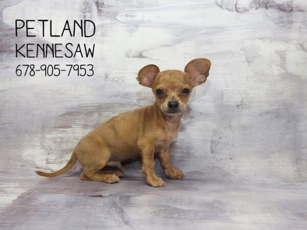 Chiweenie-DOG-Male-Lilac-22943-Petland Mall of Georgia