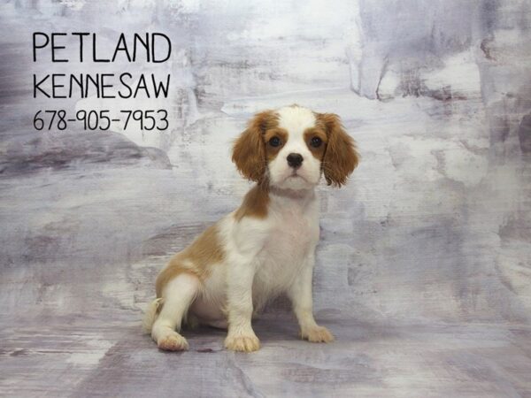 Cavalier King Charles Spaniel DOG Male br & wh 22946 Petland Mall of Georgia