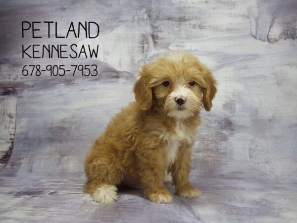 Miniature Goldendoodle 2nd Gen DOG Male Red w/White Markings 22948 Petland Mall of Georgia