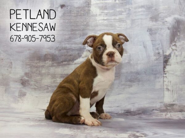 Boston Terrier DOG Male Seal 22954 Petland Mall of Georgia