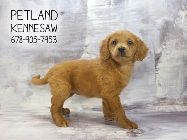 Mini Goldendoodle 2nd Gen DOG Female Golden 22961 Petland Mall of Georgia