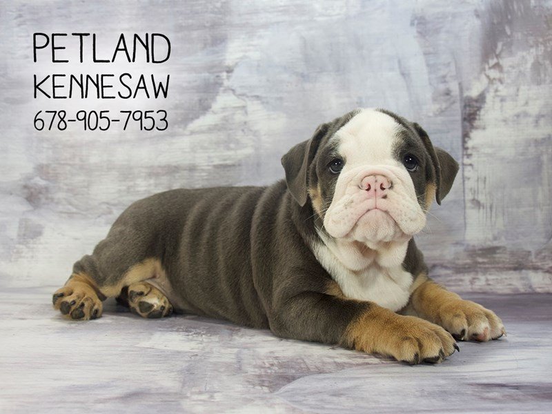 English Bulldog Puppy Gray, White & Fawn ID:22969 Located at