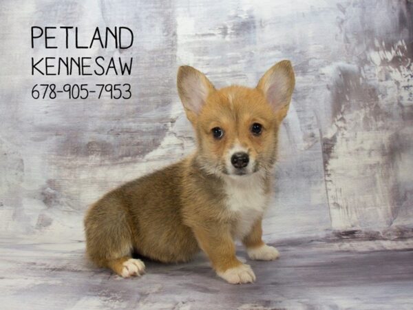 Pembroke Welsh Corgi-DOG-Female-Red-23019-Petland Mall of Georgia
