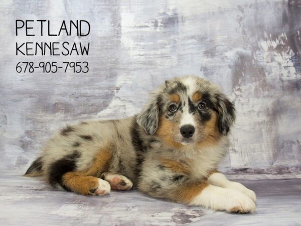 Mini Australian Shepherd-DOG-Male-BL MRL:WH MKGS TAN PTS-22975-Petland Mall of Georgia