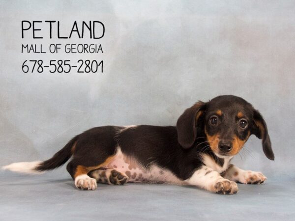 Dachshund DOG Male BLK & TN 2198 Petland Mall of Georgia