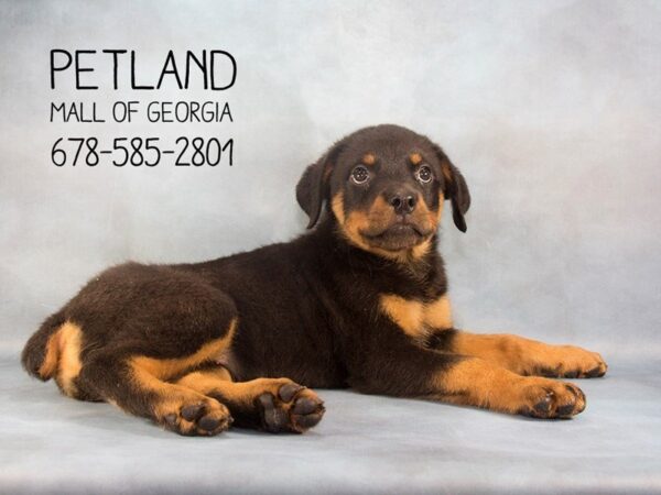 Rottweiler-DOG-Female-Black / Tan-2208-Petland Mall of Georgia