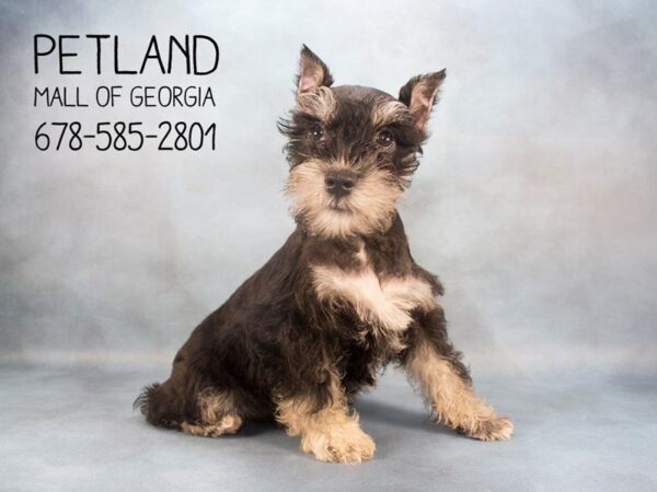 Miniature Schnauzer DOG Female Black / Silver 2214 Petland Mall of Georgia