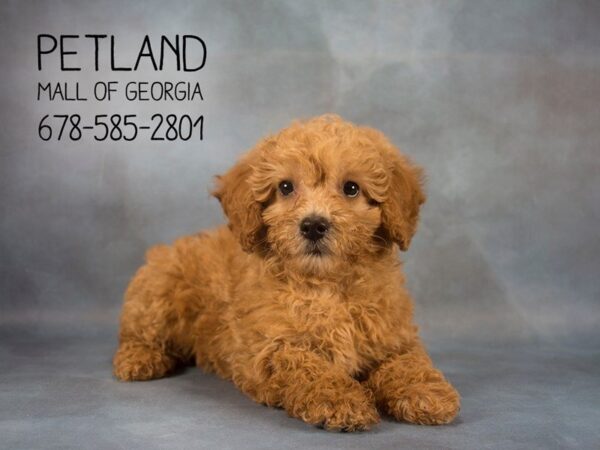 Miniature Poodle DOG Female Cream 2217 Petland Mall of Georgia