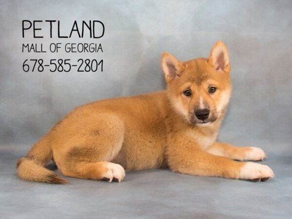 Shiba Inu DOG Male rd 2222 Petland Mall of Georgia