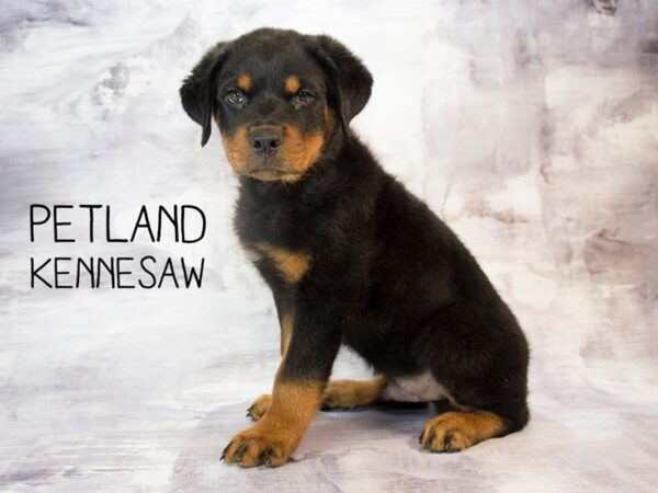 Rottweiler-DOG-Male-Black / Tan-23022-Petland Mall of Georgia