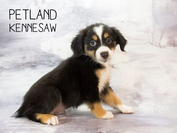 Mini Aussie-DOG-Male-Tri-23053-Petland Mall of Georgia