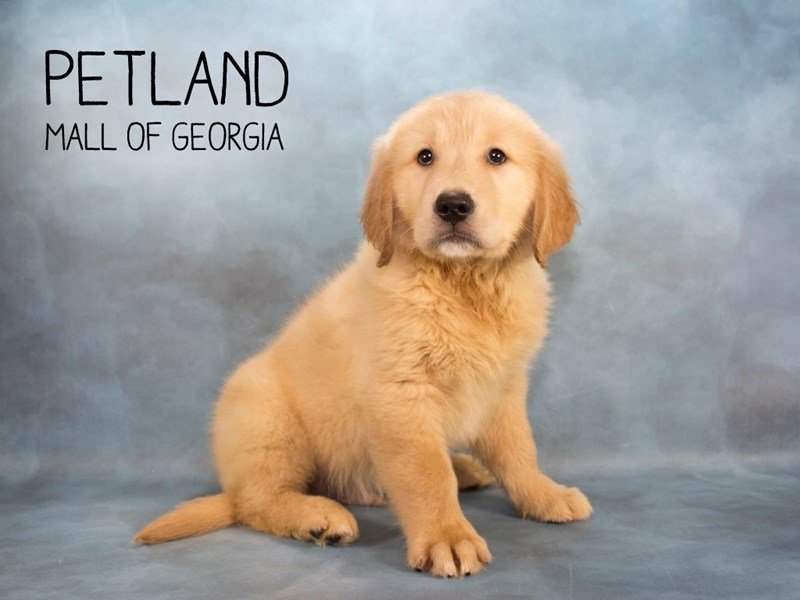 Golden Retriever Puppy Golden ID2235 Located at Petland Mall of