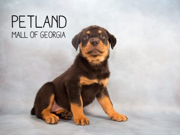 Rottweiler-DOG-Female-Black Tan-2244-Petland Mall of Georgia