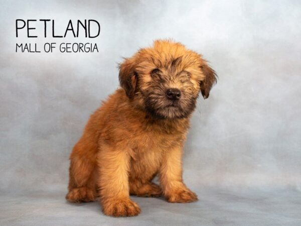 Soft Coated Wheaten Terrier DOG Female Wheaton 2247 Petland Mall of Georgia