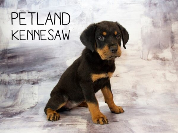 Rottweiler DOG Female Black Tan 23042 Petland Mall of Georgia