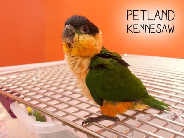 Black Headed Caique-BIRD-Male-Green-22710-Petland Mall of Georgia