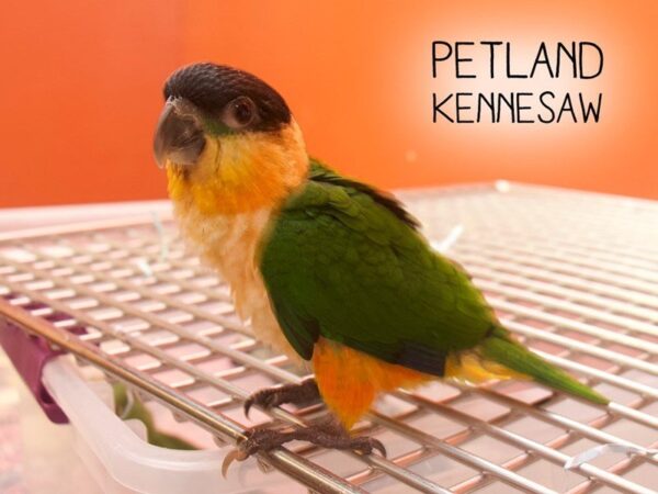 Black Headed Caique-BIRD-Male-Green-22711-Petland Mall of Georgia