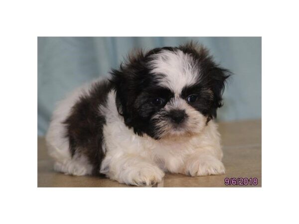 Shih Tzu DOG Female Tri-Colored 2275 Petland Mall of Georgia