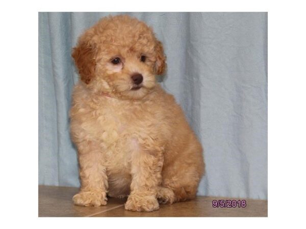 Miniature Poodle DOG Female Apricot 2279 Petland Mall of Georgia