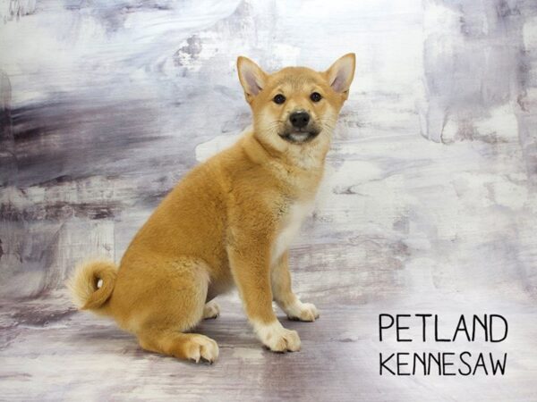 Shiba Inu DOG Female rd 23078 Petland Mall of Georgia