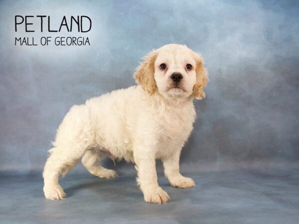 Cockapoo DOG Male WHITE 2269 Petland Mall of Georgia