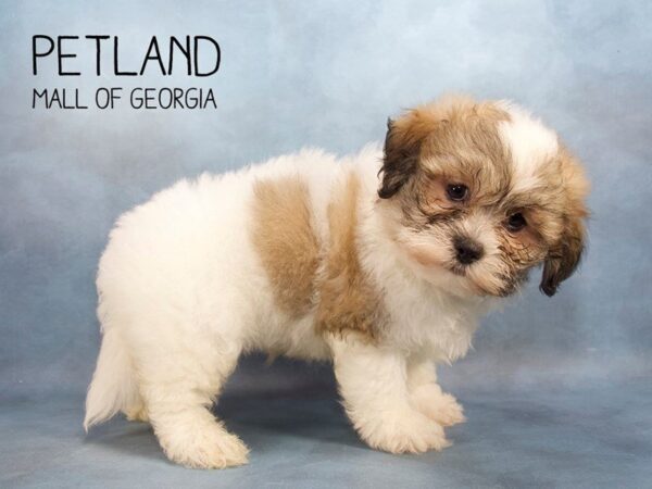 Teddy Bear DOG Male White and Brown 2286 Petland Mall of Georgia