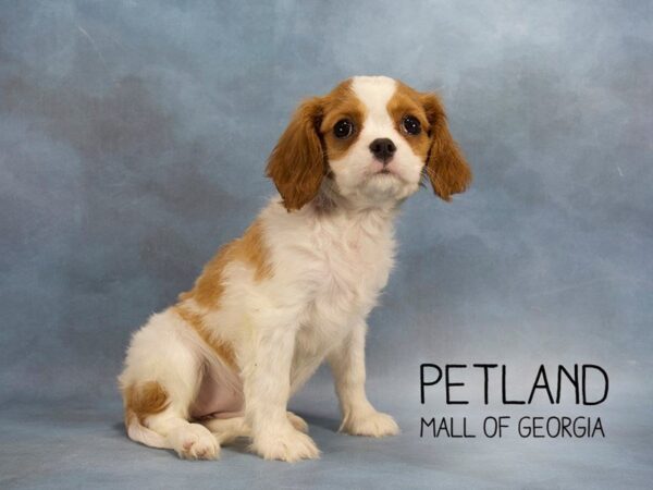 Cavalier King Charles Spaniel DOG Female Ruby 2293 Petland Mall of Georgia