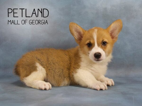 Pembroke Welsh Corgi-DOG-Female-Red / White-2297-Petland Mall of Georgia