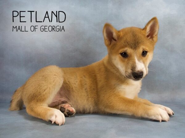Petland Puppies for Sale