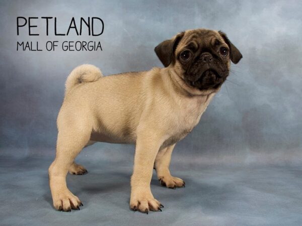 Pug DOG Female FAWN 2302 Petland Mall of Georgia