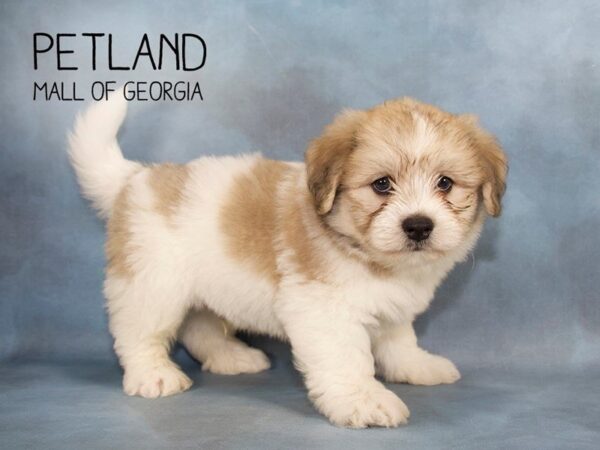 How to Buy Puppies at Petland