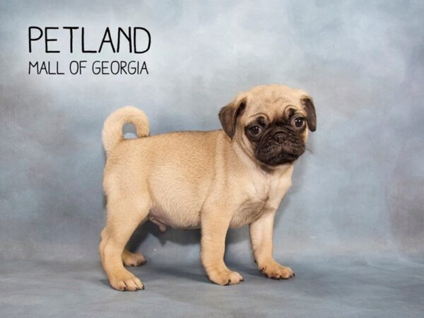 Pug DOG Male Fawn 2309 Petland Mall of Georgia