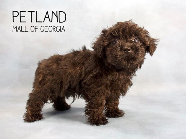 Puppies are waiting for you at Petland