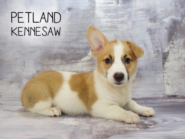 Pembroke Welsh Corgi-DOG-Female-Red / White-23100-Petland Mall of Georgia