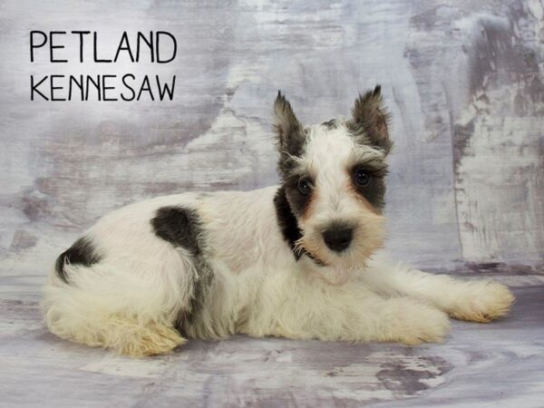 Miniature Schnauzer DOG Male blk & wh 23105 Petland Mall of Georgia