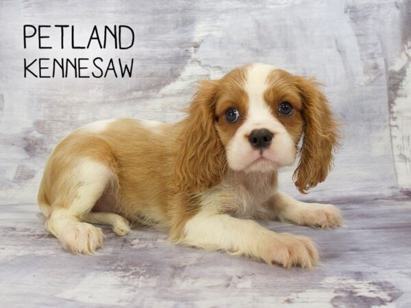 Cavalier King Charles Spaniel DOG Male BLENHEIM / WHITE 23109 Petland Mall of Georgia