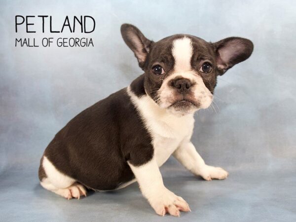 French Bulldog DOG Female Black Wh 2316 Petland Mall of Georgia