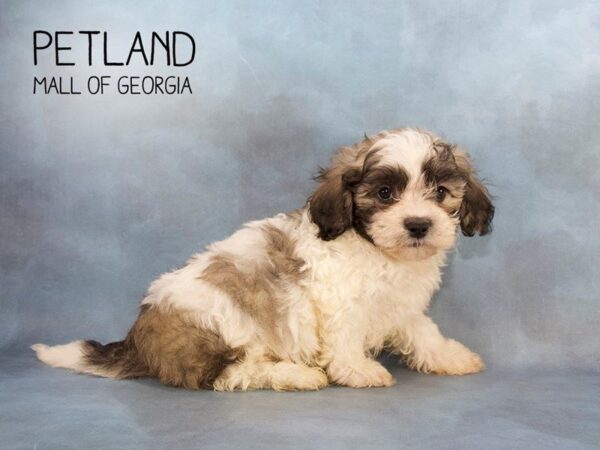 Teddy Bear DOG Male Gray and White 2323 Petland Mall of Georgia