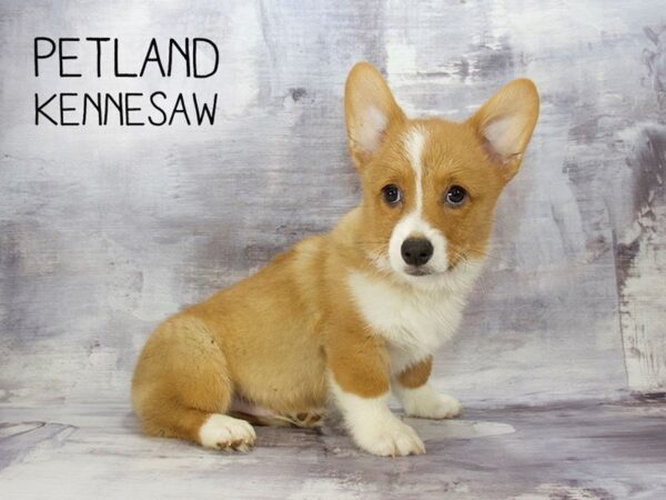 Pembroke Welsh Corgi DOG Male Red & White 23132 Petland Mall of Georgia