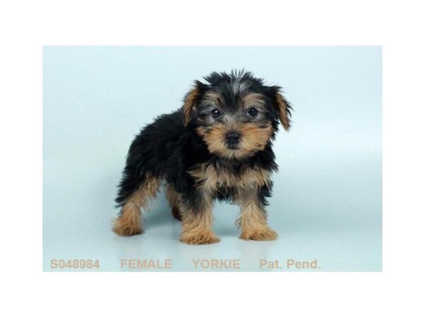 Yorkshire Terrier DOG Female BLK & TN 2325 Petland Mall of Georgia