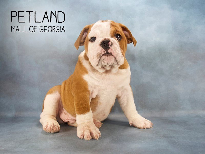 English Bulldog Puppy RD:WH MKGS ID:2326 Located at Petland Mall