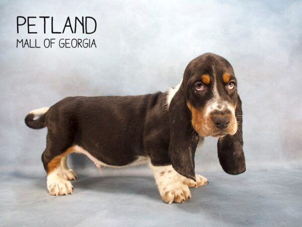 Basset Hound DOG Male Tri-Colored 2333 Petland Mall of Georgia