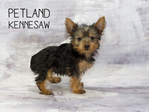 Yorkshire Terrier DOG Male BLK & TN 23141 Petland Mall of Georgia