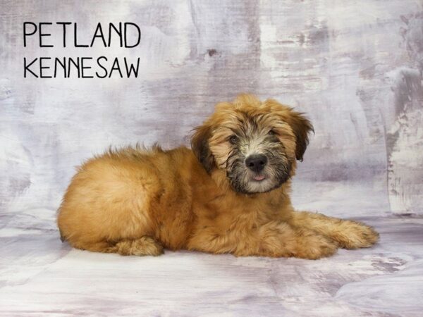 Soft Coated Wheaten Terrier DOG Male Wheaten 23152 Petland Mall of Georgia