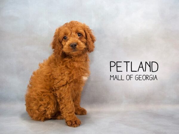 Cockapoo DOG Female APRICOT 2355 Petland Mall of Georgia