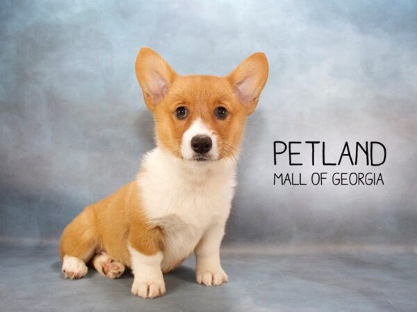 Pembroke Welsh Corgi-DOG-Female-Red / White-2363-Petland Mall of Georgia