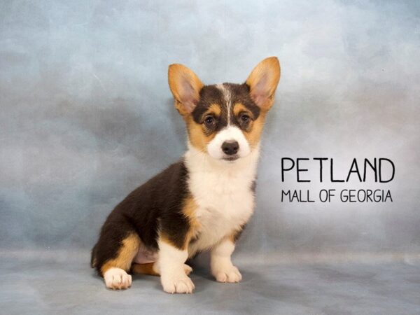 Pembroke Welsh Corgi DOG Female Tri-Colored 2368 Petland Mall of Georgia