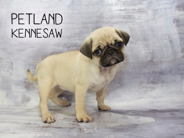 Pug DOG Female FAWN WHITE 23175 Petland Mall of Georgia