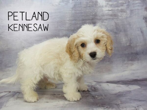 Cavachon DOG Male Blenheim WHITE 23177 Petland Mall of Georgia